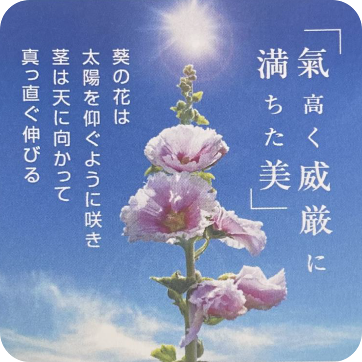 葵のイメージ画像